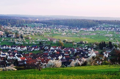 im Frühling